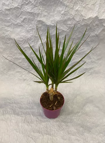 Драцена Маргината от интернет-магазина цветов в 