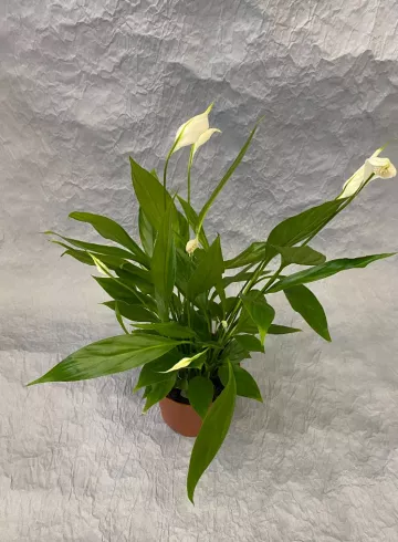 Спатифиллум Алана от интернет-магазина цветов в 