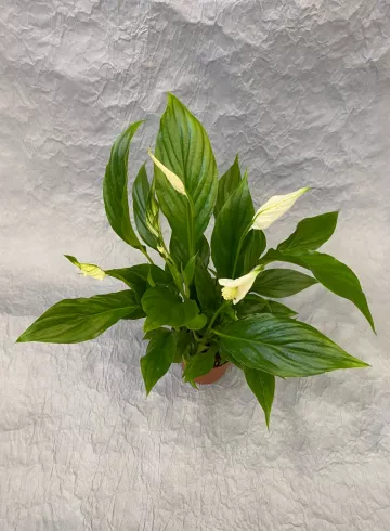 Спатифиллум Шопен от интернет-магазина цветов в 