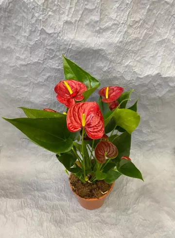 Антуриум Даймонд Красный от интернет-магазина цветов в 