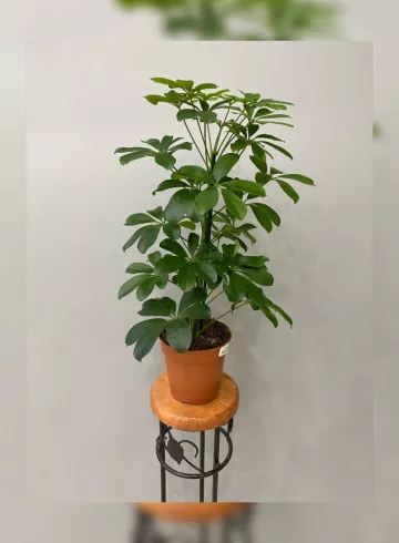 Шеффлера Нора от интернет-магазина цветов в 