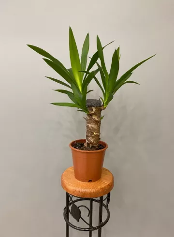 Юкка от интернет-магазина цветов в 