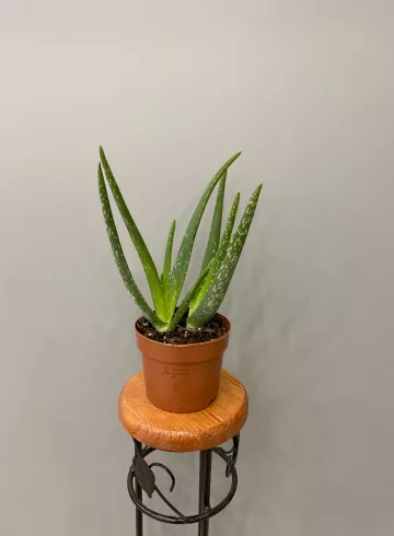 Алоэ Вера от интернет-магазина цветов в 