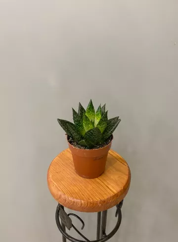 Алоэ Микс от интернет-магазина цветов в 