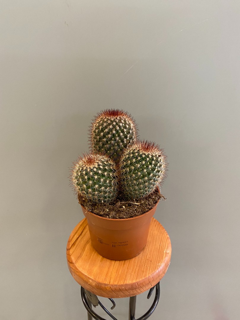 Заказать Кактус 12 см за 750 руб. в городе Нижневартовске - «Ирис»