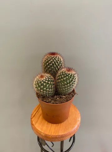 Кактус 12 см от интернет-магазина цветов в 