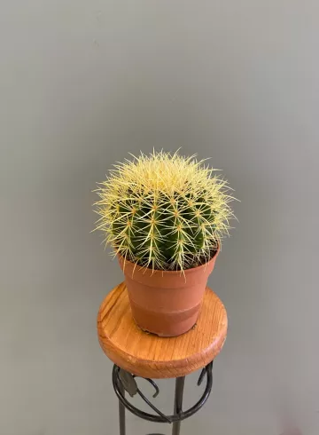 Эхинокактус Грусони 12 см от интернет-магазина цветов в 