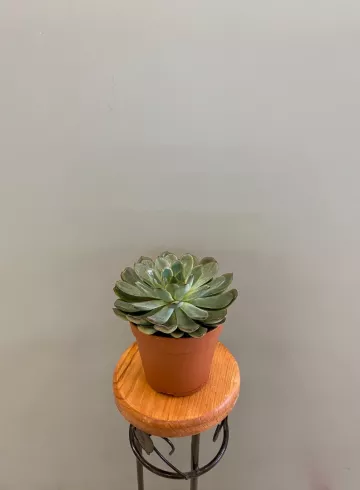 Эхеверия Басик от интернет-магазина цветов в 