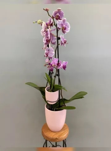 Фаленопсис Микс в керамике. Мама + малыш. от интернет-магазина цветов в 