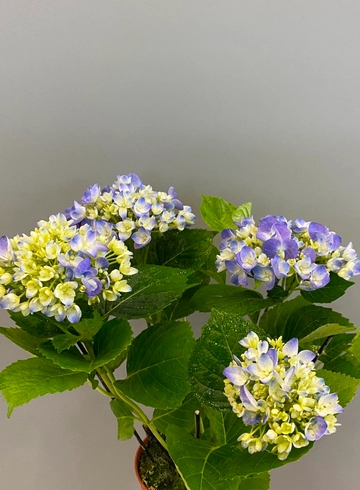 Гортензия Эрли Синяя от интернет-магазина цветов в 