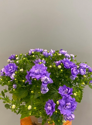 Кампанула Изофилла махровая Микс от интернет-магазина цветов в 