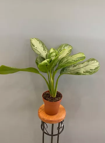 Аглаонема Сильвер Бэй от интернет-магазина цветов в 