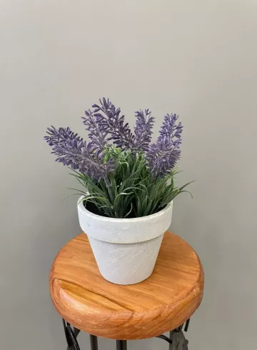 Лаванда в горшке от интернет-магазина цветов в 