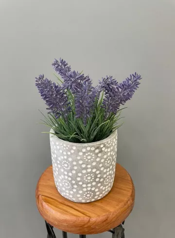 Лаванда в горшке №2 от интернет-магазина цветов в 