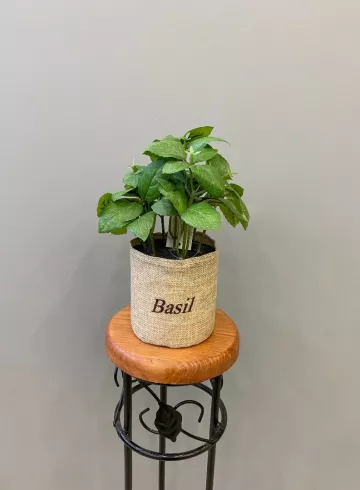 Базилик в кашпо от интернет-магазина цветов в 