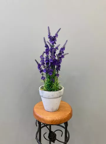 Лаванда в кашпо от интернет-магазина цветов в 