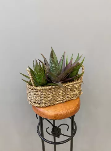 Суккуленты в корзине от интернет-магазина цветов в 