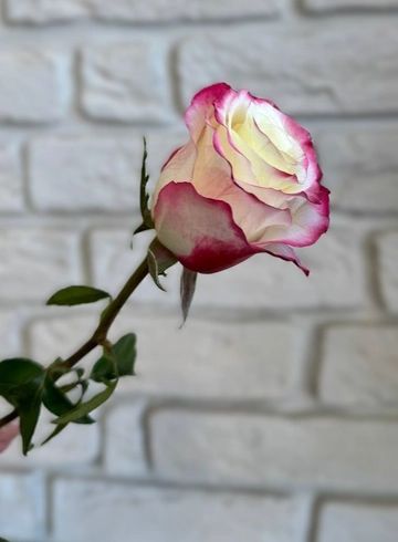 Роза Свитнесс 70 см от интернет-магазина цветов в 