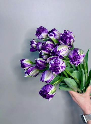 Тюльпан пионовидный  черничный от интернет-магазина цветов в 