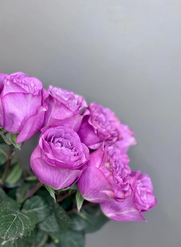 Роза QUEENS CROWN 50 см от интернет-магазина цветов в 