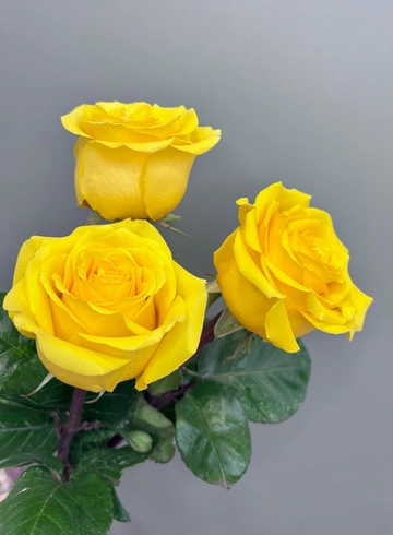 Роза Брайтон 60 см от интернет-магазина цветов в 