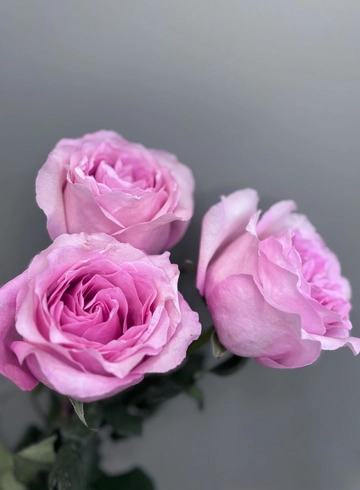 Роза Лучано 60 см от интернет-магазина цветов в 