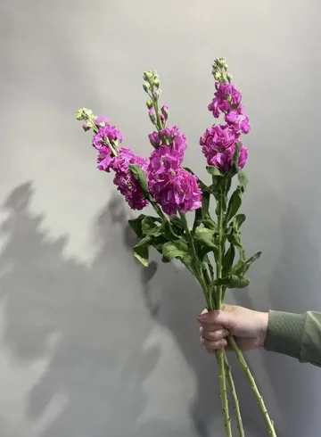 Маттиола от интернет-магазина цветов в 