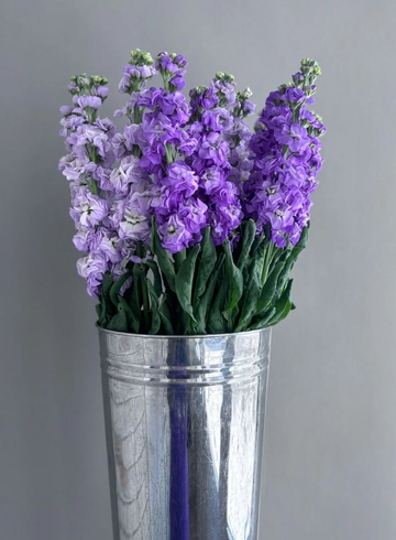 Маттиола от интернет-магазина цветов в 