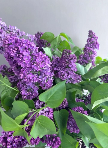 Сирень от интернет-магазина цветов в 