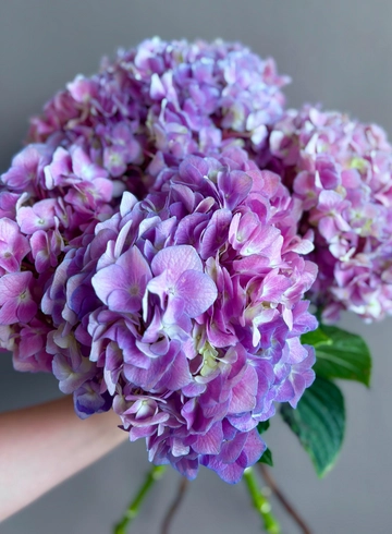 Гортензия Пинк Пепел от интернет-магазина цветов в 