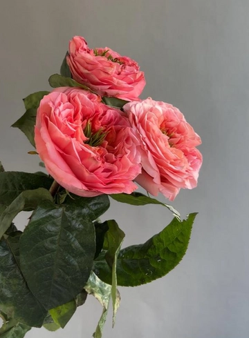 Роза сорта Mandarin Expression от интернет-магазина цветов в 