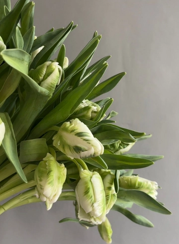 Тюльпан белый пионовидный  от интернет-магазина цветов в 