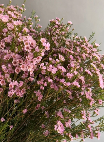 Хамелациум от интернет-магазина цветов в 