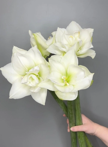 Амариллис от интернет-магазина цветов в 