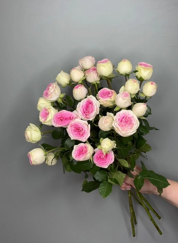 Роза кустовая Джелато от интернет-магазина цветов в 