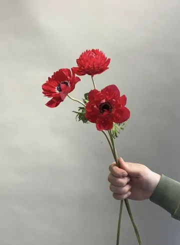 Анемон от интернет-магазина цветов в 