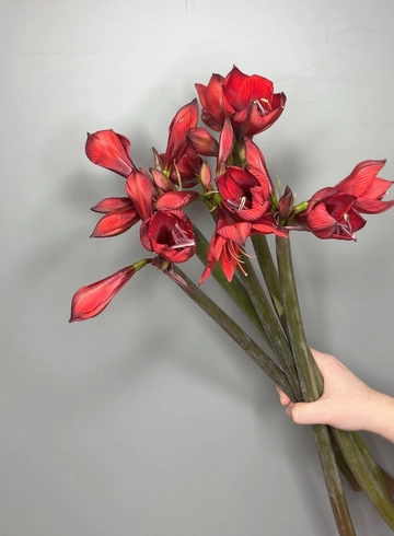 Амариллис Рапидо от интернет-магазина цветов в 