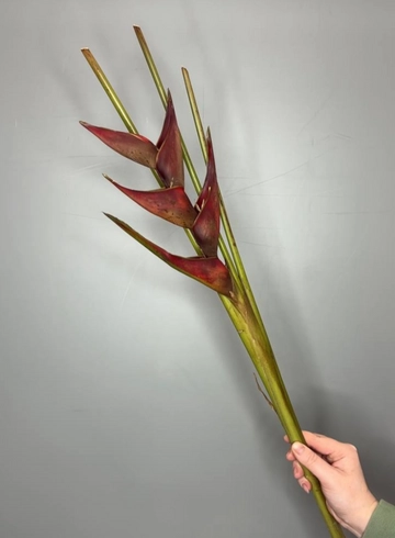 Стрелиция от интернет-магазина цветов в 