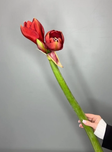 Амариллис Феррари от интернет-магазина цветов в 