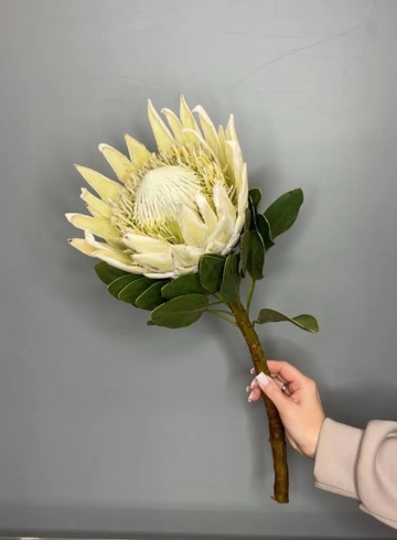 Протея арктик от интернет-магазина цветов в 