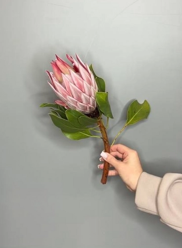 Протея розовая от интернет-магазина цветов в 
