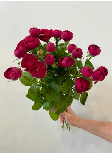 Роза Кустовая пионовидная Марун от интернет-магазина цветов в 