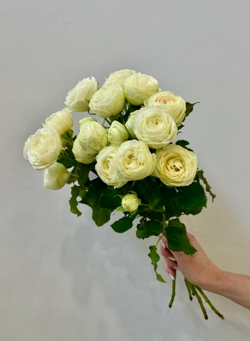 Роза кустовая пионовидная Сноу Волд от интернет-магазина цветов в 