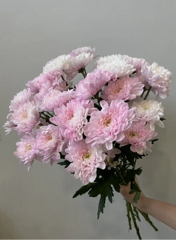 Хризантема кустовая крашенная сорта кенеди от интернет-магазина цветов в 