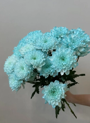 Хризантема кустовая крашенная  от интернет-магазина цветов в 