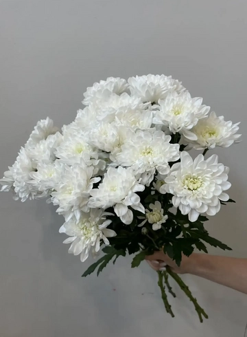 Хризантема кустовая белая от интернет-магазина цветов в 