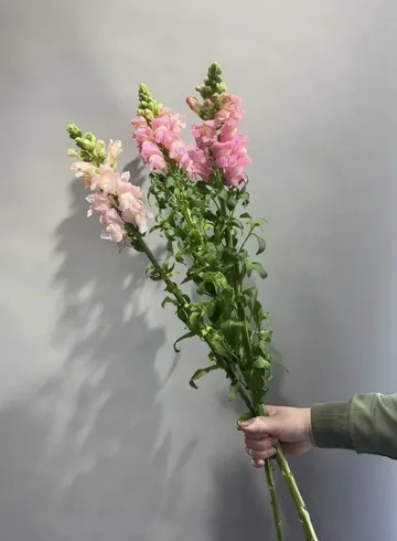 Львиный зев от интернет-магазина цветов в 