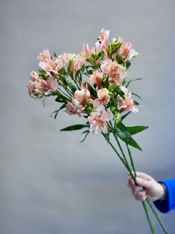 Альстромерия микс от интернет-магазина цветов в 