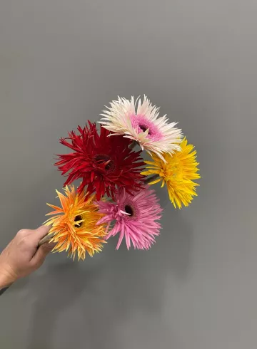 Гербера Спайдер от интернет-магазина цветов в 