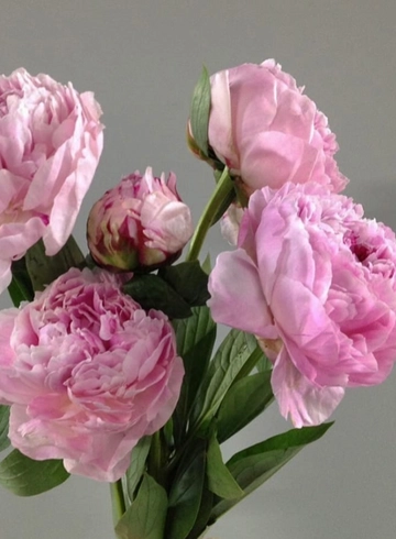 Пион Сара Бернард от интернет-магазина цветов в 